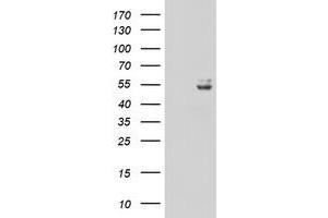 Image no. 1 for anti-Ubiquinol-Cytochrome C Reductase Core Protein I (UQCRC1) (AA 46-305) antibody (ABIN1491532) (UQCRC1 antibody  (AA 46-305))