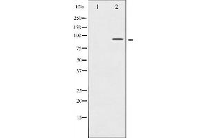 Western blot analysis of MSK1 expression in HT29 whole cell lysates,The lane on the left is treated with the antigen-specific peptide.