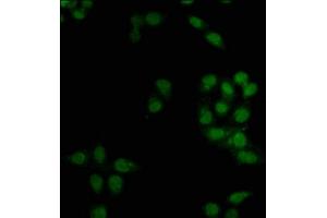 Immunofluorescence staining of Hela cells with ABIN7165514 at 1:66, counter-stained with DAPI. (BRINP2 antibody  (AA 98-199))