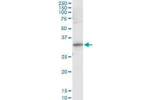 Immunoprecipitation of RYBP transfected lysate using anti-RYBP monoclonal antibody and Protein A Magnetic Bead , and immunoblotted with RYBP MaxPab rabbit polyclonal antibody. (RYBP antibody  (AA 1-228))