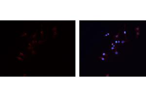 ABIN6279474 staining HEPG2 cells by IF/ICC. (GNG7 antibody  (Internal Region))
