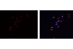 ABIN6279474 staining HEPG2 cells by IF/ICC. (GNG7 antibody  (Internal Region))