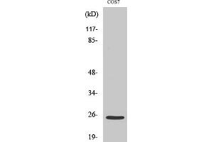 Western Blotting (WB) image for anti-Integrin Alpha7 LC (Cleaved-Glu959) antibody (ABIN5956401) (Integrin Alpha7 LC (Cleaved-Glu959) antibody)
