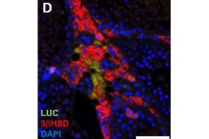 Luciferase expression in F1B-TMIR mouse testes. (HSD3B2 antibody)