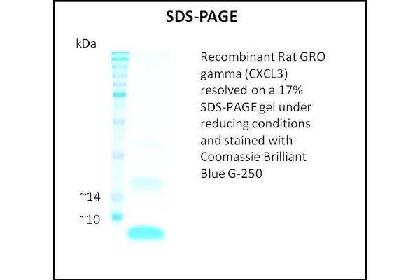 GRO gamma Protein
