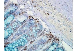 Immunohistochemistry analysis using Mouse Anti-Hsp90 Monoclonal Antibody, Clone AC-16 .
