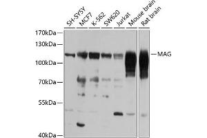 Western blot analysis of extracts of various cell lines, using MAG antibody (ABIN6128314, ABIN6143433, ABIN6143434 and ABIN6223006) at 1:1000 dilution.