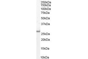 ABIN185615 (1µg/ml) staining of Human Duodenum lysate (35µg protein in RIPA buffer). (VTI1B antibody  (Internal Region))