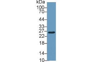 Western Blot; Sample: Mouse Liver lysate; Primary Ab: 1µg/ml Rabbit Anti-Mouse GSTm2 Antibody Second Ab: 0. (GSTM2 antibody  (AA 5-202))