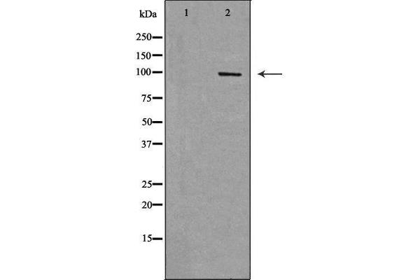 RAPGEF3 antibody  (C-Term)