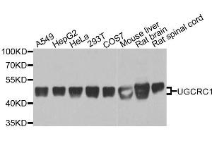 Western blot analysis of extracts of various cell lines, using UQCRC1 antibody. (UQCRC1 antibody  (AA 156-480))