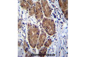 ZCRB1 Antibody (C-term) immunohistochemistry analysis in formalin fixed and paraffin embedded human stomach tissue followed by peroxidase conjugation of the secondary antibody and DAB staining. (ZCRB1 antibody  (C-Term))