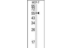 Western blot analysis of EEF1A1 Antibody (C-term) (ABIN390521 and ABIN2840873) in MCF-7 cell line lysates (35 μg/lane).