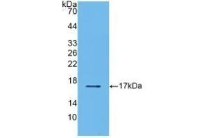 TGFB2 anticorps  (AA 303-414)