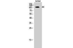 Western Blotting (WB) image for anti-TAO Kinase 3 (TAOK3) (Internal Region) antibody (ABIN3175733) (TAO Kinase 3 antibody  (Internal Region))