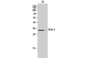 Western Blotting (WB) image for anti-Potassium Channel, Subfamily K, Member 7 (KCNK7) (C-Term) antibody (ABIN3187386) (KCNK7 antibody  (C-Term))