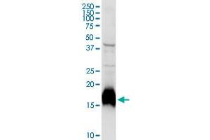 NPC2 MaxPab rabbit polyclonal antibody. (NPC2 antibody  (AA 1-151))