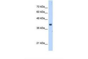 PDSS1 antibody  (AA 241-290)