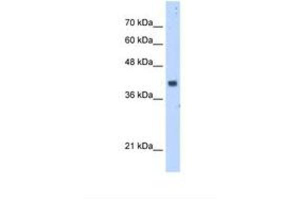 PDSS1 antibody  (AA 241-290)