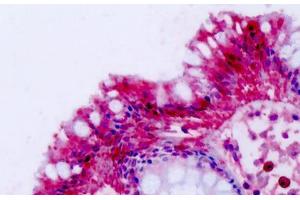 Anti-NPFF2 / NPFFR2 antibody IHC staining of human colon. (NPFFR2 antibody  (C-Term))