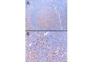 ABIN570910 (3µg/ml) staining of paraffin embedded Human Tonsil. (GATA3 antibody  (N-Term))