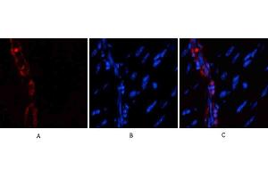 Immunofluorescence analysis of mouse heart tissue. (alpha-SMA (AA 171-220) antibody)