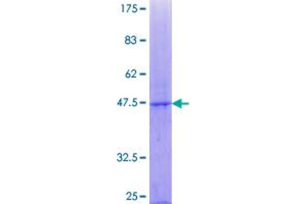 POFUT1 Protein (AA 1-194) (GST tag)