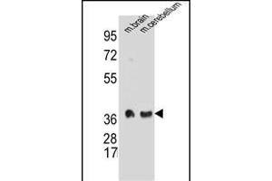SYP Antibody (C-term) A western blot analysis in mouse brain and cerebellum tissue lysates (35 μg/lane). (Synaptophysin antibody  (C-Term))