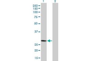 Western Blot analysis of MED7 expression in transfected 293T cell line by MED7 MaxPab polyclonal antibody. (MED7 antibody  (AA 1-233))