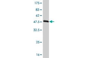 Western Blot detection against Immunogen (54. (TAZ antibody  (AA 1-262))