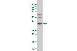 PAX9 antibody  (AA 205-300)