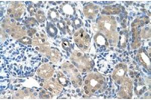 Immunohistochemical staining (Formalin-fixed paraffin-embedded sections) of human kidney with FBXO25 polyclonal antibody  at 4-8 ug/mL working concentration. (FBXO25 antibody  (C-Term))