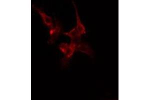 ABIN6275448 staining Hela cells by IF/ICC. (RIN1 antibody  (C-Term))