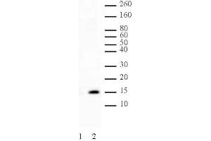Histone H2A phospho Ser129 pAb tested by Western blot. (Histone H2A antibody  (pSer129))
