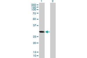Western Blot analysis of ABCC10 expression in transfected 293T cell line by ABCC10 MaxPab polyclonal antibody.