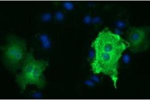 Anti-TUBA3E mouse monoclonal antibody (ABIN2453753) immunofluorescent staining of COS7 cells transiently transfected by pCMV6-ENTRY TUBA3E (RC209279). (TUBA3E antibody)