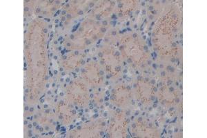 IHC-P analysis of Mouse Tissue, with DAB staining. (Kallikrein 7 antibody  (AA 30-249))