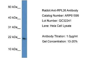 Western Blotting (WB) image for anti-Ribosomal Protein L26 (RPL26) (C-Term) antibody (ABIN2788847) (RPL26 antibody  (C-Term))