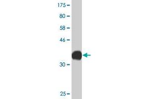 Western Blot detection against Immunogen (36. (CACNA1C antibody  (AA 2039-2138))