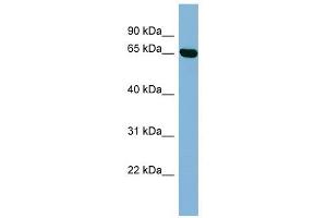 RIC8B antibody used at 1 ug/ml to detect target protein.
