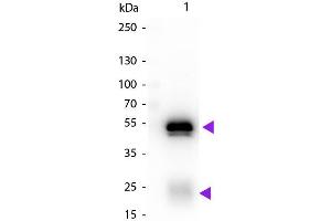 Western Blot of Biotin Conjugated Chicken Anti-Rabbit IgG Secondary Antibody. (Chicken anti-Rabbit IgG (Heavy & Light Chain) Antibody (Biotin) - Preadsorbed)