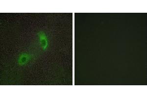 Peptide - +Immunofluorescence analysis of HUVEC cells, using HGS antibody. (HGS antibody  (Internal Region))