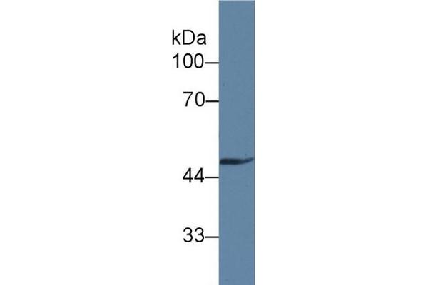 GAS6 antibody  (AA 503-664)