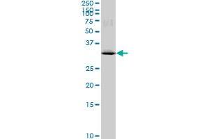 MAD2L1BP monoclonal antibody (M03), clone 4G11. (MAD2L1BP antibody  (AA 1-274))