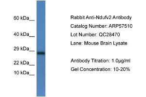 Western Blotting (WB) image for anti-NADH Dehydrogenase (Ubiquinone) Flavoprotein 2, 24kDa (NDUFV2) (C-Term) antibody (ABIN2787254)