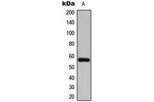 Western blot analysis of CDKL2 expression in SHSYSY (A) whole cell lysates. (CDKL2 antibody  (Center))
