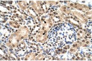 Immunohistochemical staining (Formalin-fixed paraffin-embedded sections) of human kidney with IFIT3 polyclonal antibody  at 4-8 ug/mL working concentration. (IFIT3 antibody  (N-Term))