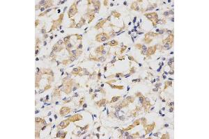 Immunohistochemistry of paraffin-embedded human stomach using CDC20 antibody at dilution of 1:200 (x400 lens) (CDC20 antibody)
