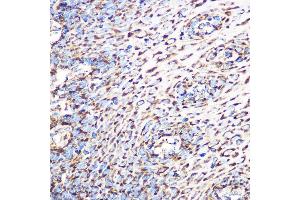 Immunohistochemistry (IHC) image for anti-Glutamate Dehydrogenase 1 (GLUD1) antibody (ABIN7267411)