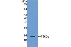 Detection of Recombinant Trx, Human using Polyclonal Antibody to Thioredoxin (Trx) (TXN antibody  (AA 1-105))